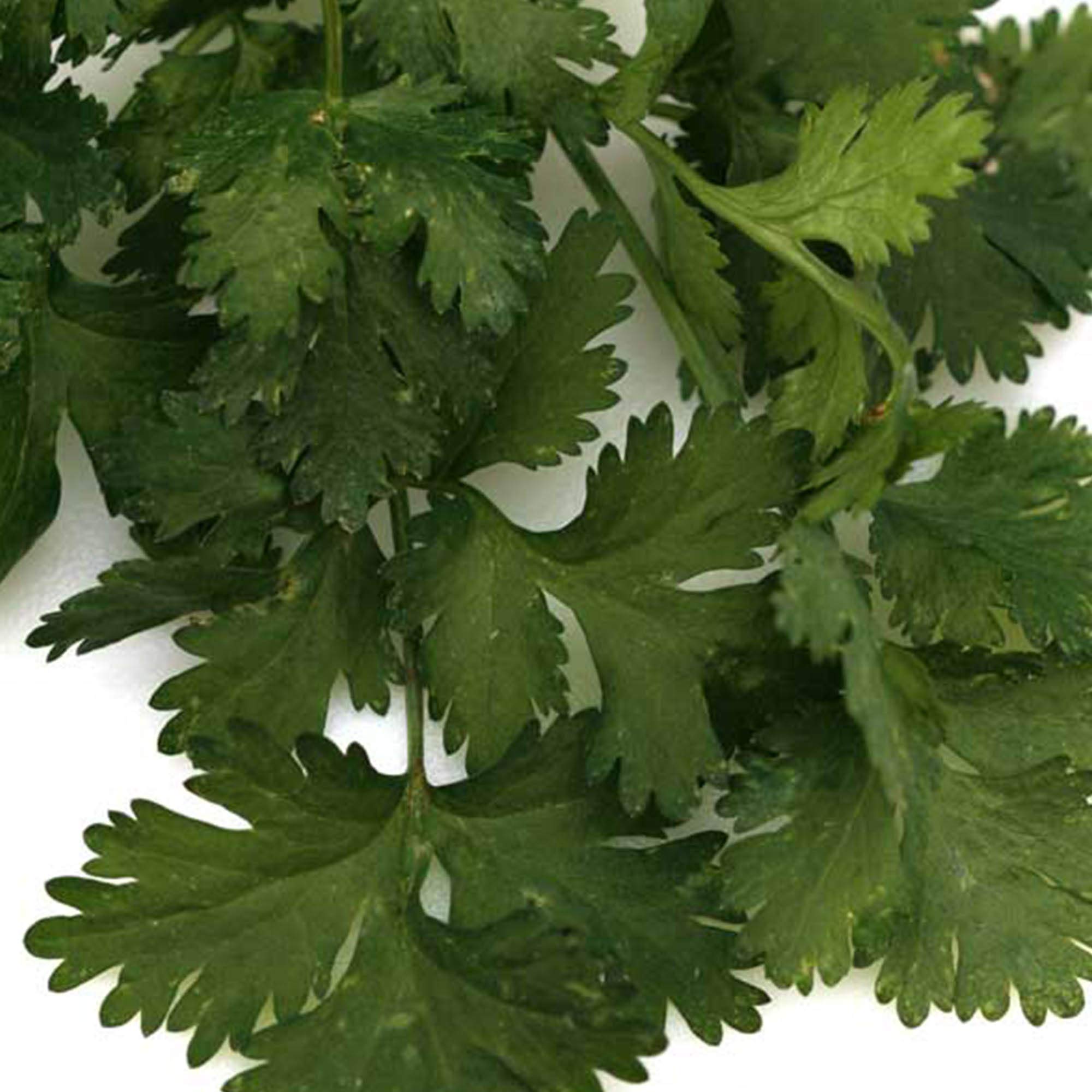 Cilantro Santo seeds (Non-GMO, Organic) growing into aromatic herb plants with strong stems and flavorful leaves used in cooking and garnishes